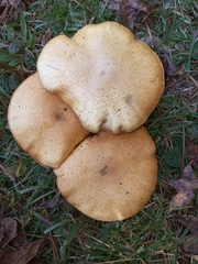 Gymnopilus subspectabilis