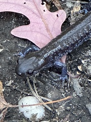 Ambystoma 'unisexual complex'