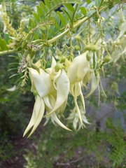 Clianthus