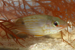 Lutjanus synagris