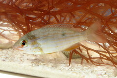 Lutjanus synagris
