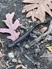 Ambystoma 'unisexual complex'