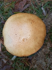 Gymnopilus subspectabilis