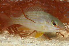 Lutjanus synagris