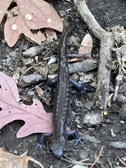 Ambystoma 'unisexual complex'