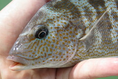 Orthopristis chrysoptera