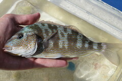 Orthopristis chrysoptera