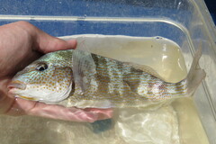 Orthopristis chrysoptera