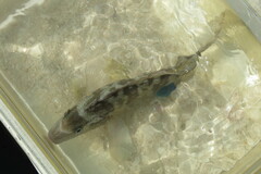 Orthopristis chrysoptera