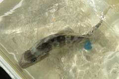 Orthopristis chrysoptera