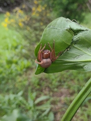 Neosparassus diana