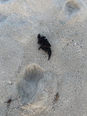 Sargassum polyphyllum