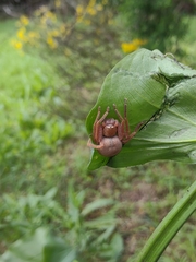 Neosparassus diana