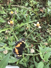 Chlosyne lacinia adjutrix