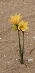 Zephyranthes bagnoldii