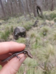 Lampropholis delicata