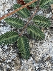 Mimosa strigillosa