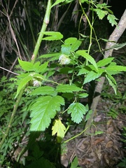 Rubus rosifolius