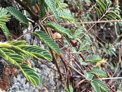 Mimosa strigillosa
