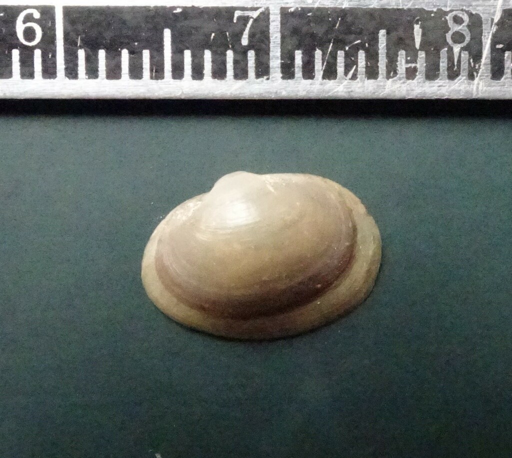 Long Fingernailclam