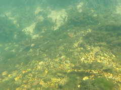 Hypentelium nigricans