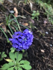 Primula glomerata