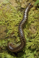 Eumastigonus