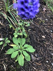 Primula glomerata