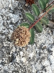 Mimosa strigillosa