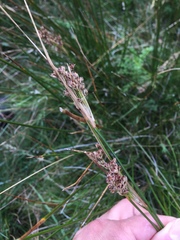 Juncus anceps