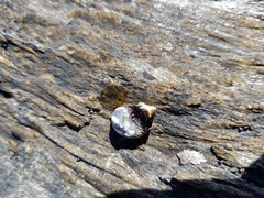 Echinolittorina peruviana