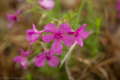 Phlox nivalis texensis