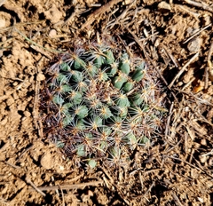 Pediocactus simpsonii