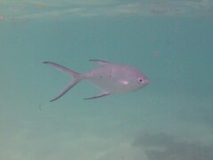Trachinotus baillonii