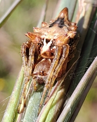 Acanthepeira