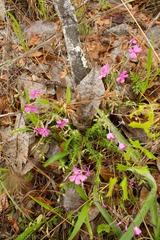 Phlox nivalis texensis