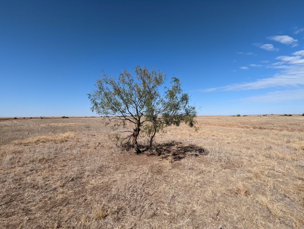 Eastern Honey Mesquite in October 2022 by Jacob C. Cooper · iNaturalist