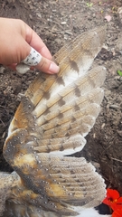 Tyto alba delicatula