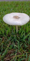 Chlorophyllum molybdites image