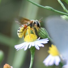 Dieunomia nevadensis