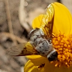 Bombyliidae