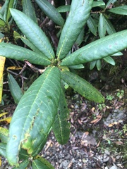 Rhododendron barbatum