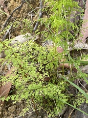 Lindsaea microphylla