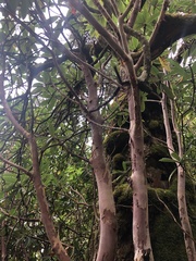 Rhododendron barbatum