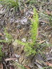 Lindsaea microphylla