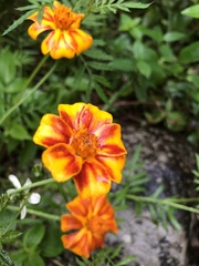 Tagetes patula