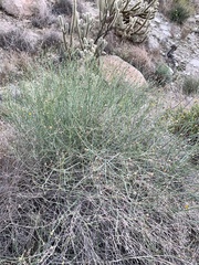 Bebbia juncea aspera