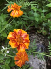 Tagetes patula