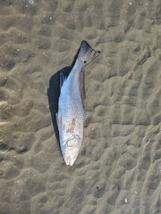 Sciaenops ocellatus