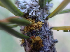 Polycauliona candelaria